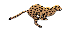 leopard :leopard: